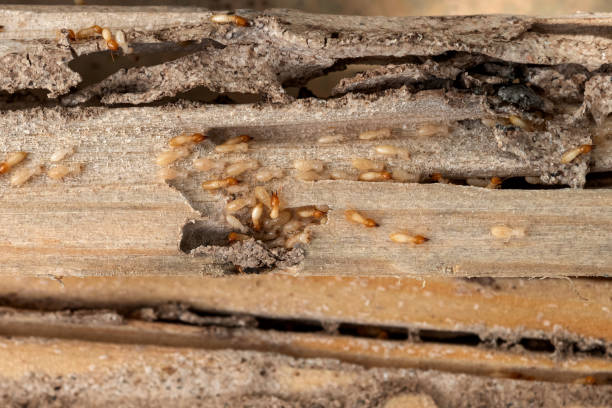 Best Pest Prevention Services  in Falling Water, TN